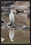 kleine zilverreiger_MG_8423
